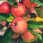Jabloň domáca (Malus domestica) ´RED BOSKOOP´- zimná, výška 120-150 cm, voľnokorenná